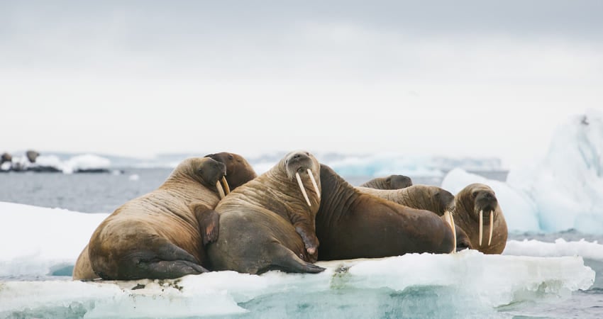 Walruses on an ice floe in Franz Josef Land