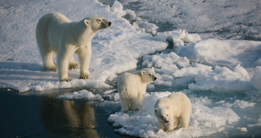 Polar bear encounters in Arctic expedition cruises