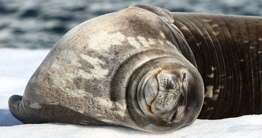 Seal on an ice flow in Antarctica