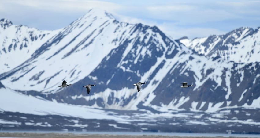 Arctic Wildlife Webinar - Barnacle geese