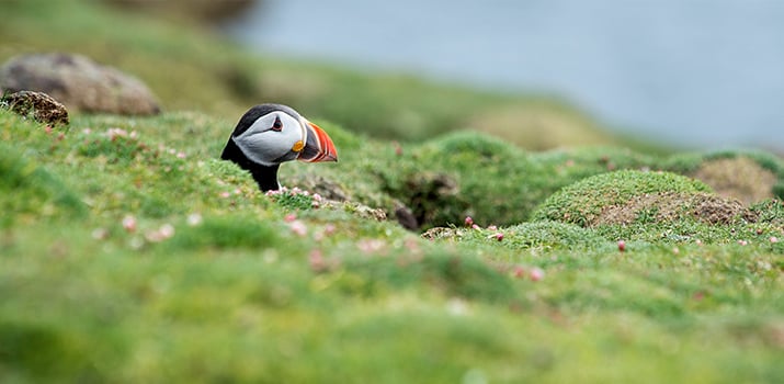 Puffin viewing in British Isles expeditions cruise