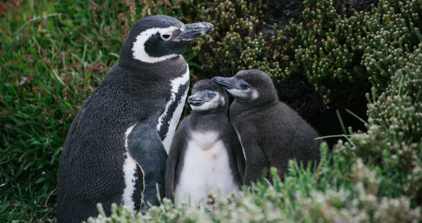 Penguins in Gypsy Cove in the Falklands