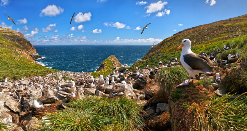 Albatross nesting spot in West Point Island
