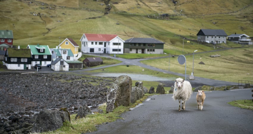 Free sheep of Faroe Islands