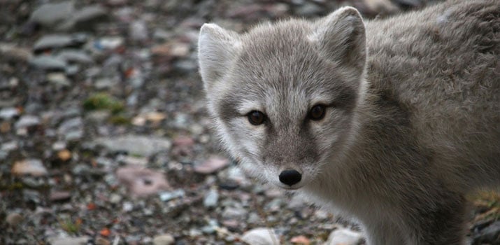 Arctic fox encounters in expedition cruising