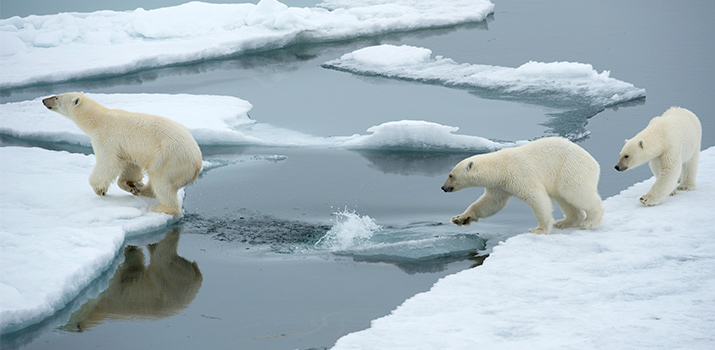 Polar bears on ice in Arctic expedition cruises