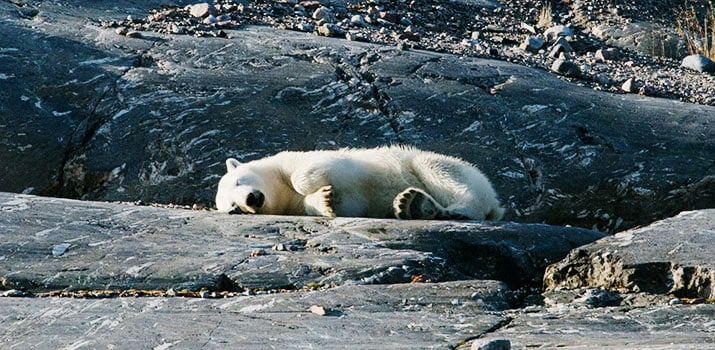 Polar bear sleeping on the landing site in Svalbard