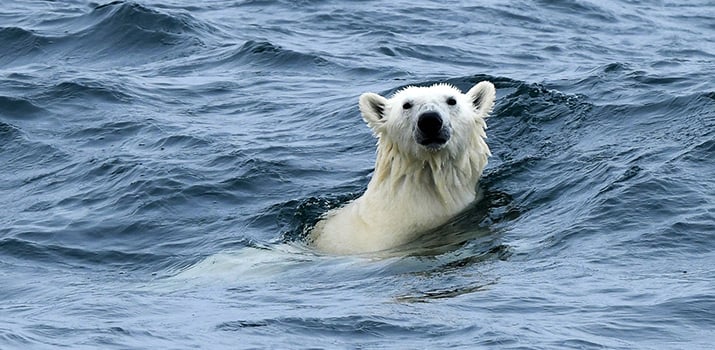 Polar bear swimming in the Arctic ocean