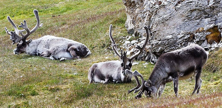 Svalbard Reindeer in Spitsbergen