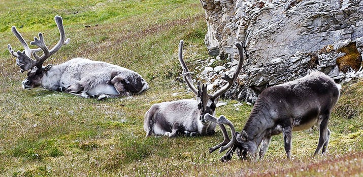 arctic reindeer