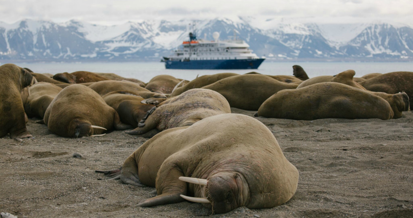 Walrus encounters in Svalbard expedition cruises