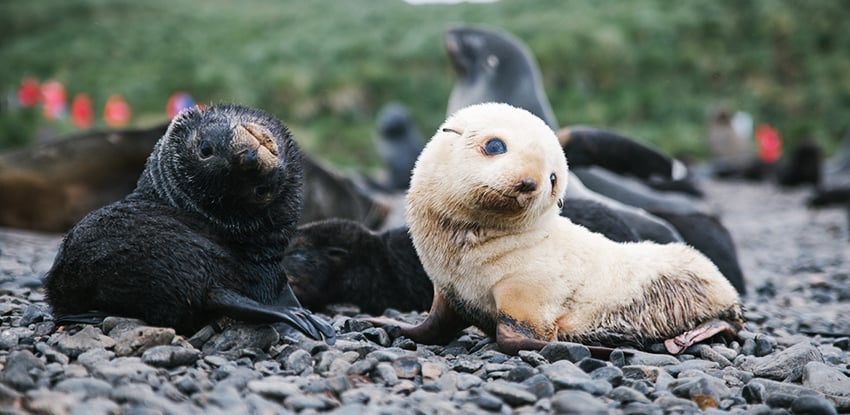 Fur seal pups on South Georgia Island