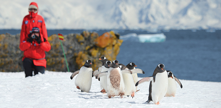 Penguins in Antarctic polar expedition cruises