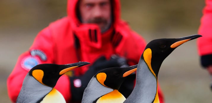 Visiting king penguin rookery in South Georgia