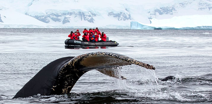 Whales diving near Zodiac in Antarctica