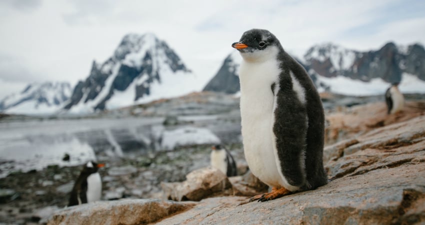 Gentoo penguin chick on Antarctic Peninsula