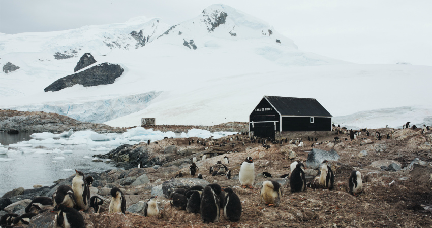 Visiting penguin rookeries in Antarctica expedition trip