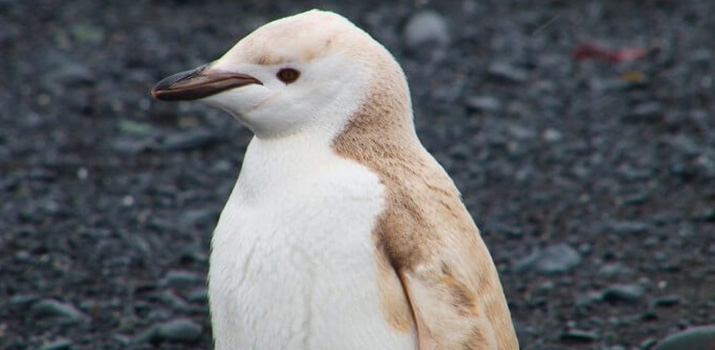 Albino gentoo penguin in Antarctic expedition cruise