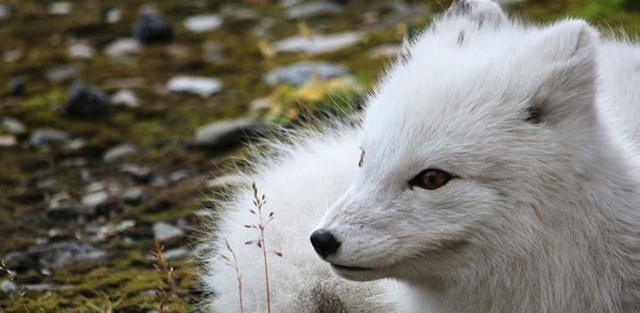 Arctic fox in a winter coat, Svalbard