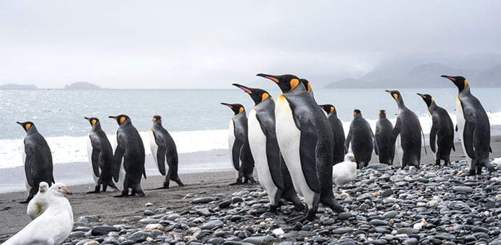 Kings of the Southern Ocean: 9 Delightful Facts About the King Penguin