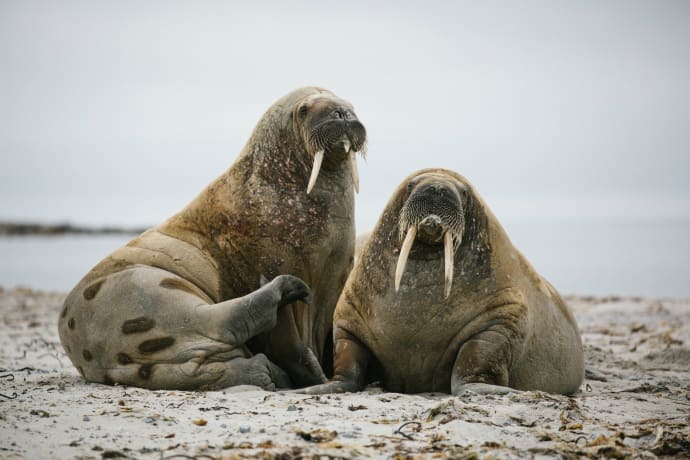 Walrus in Svalbard