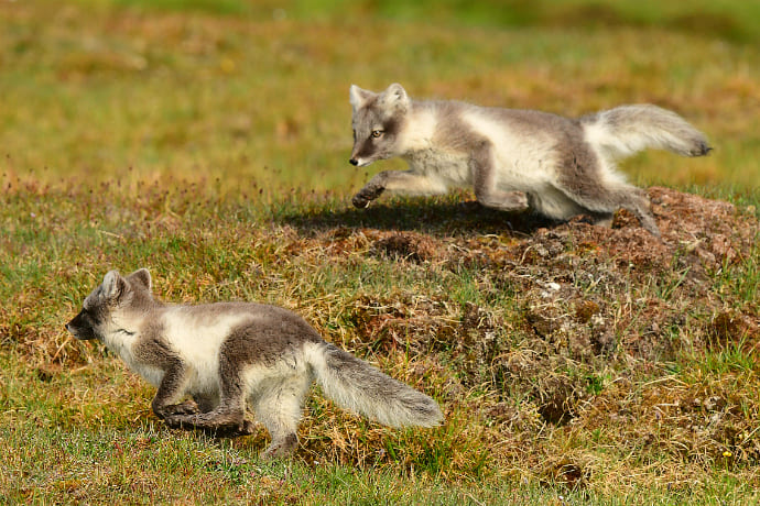 Arctic foxes playing