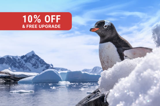 Realm of Penguins & Icebergs