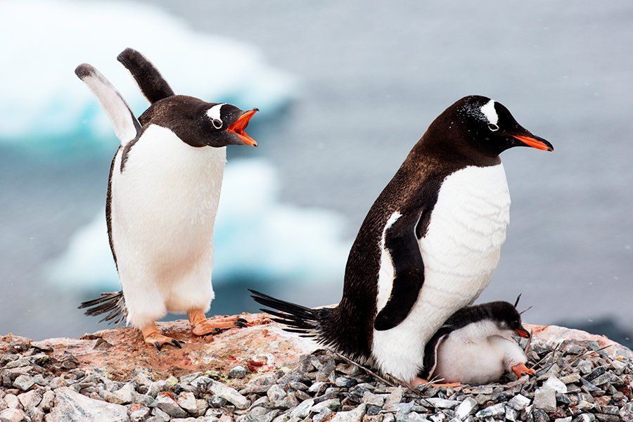 Description:  Antarctic Peninsula Pinguins