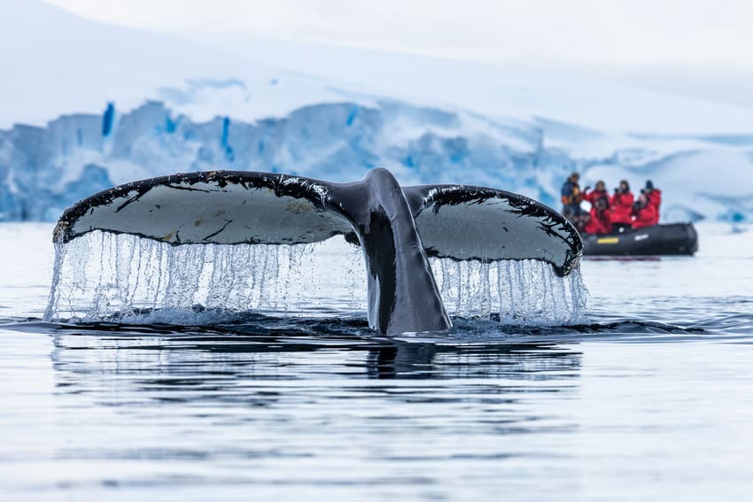 Top Facts About Blue Whales