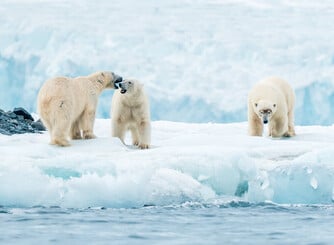 Arctic Destinations and Expedition Experience