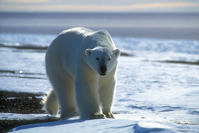 Polar bear