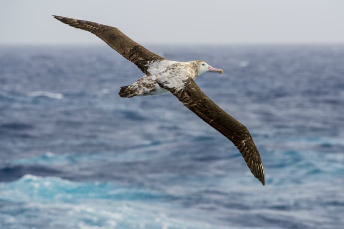 Sea Day - time for sea birds