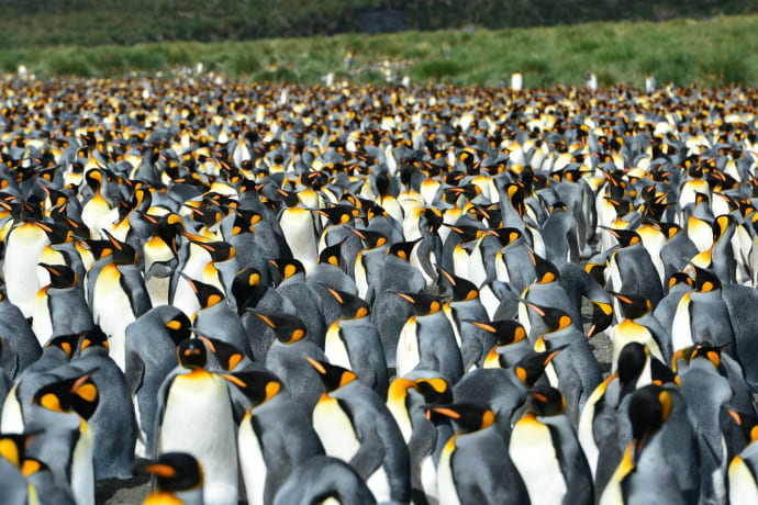 King Penguins in South Georgia