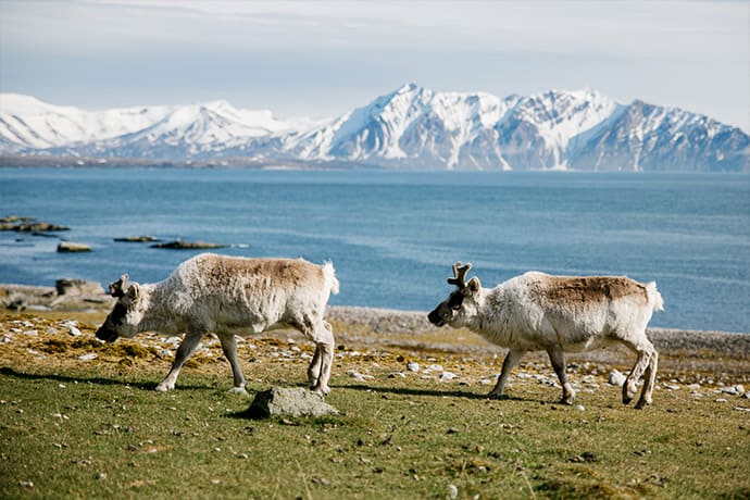 Reindeers