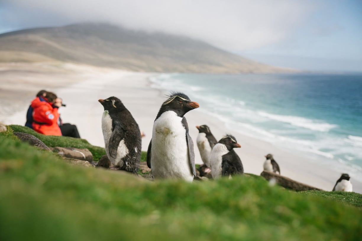 Southern Rockhopper Penguin: Where to See the Hopping Penguins of the Subantarctic Islands