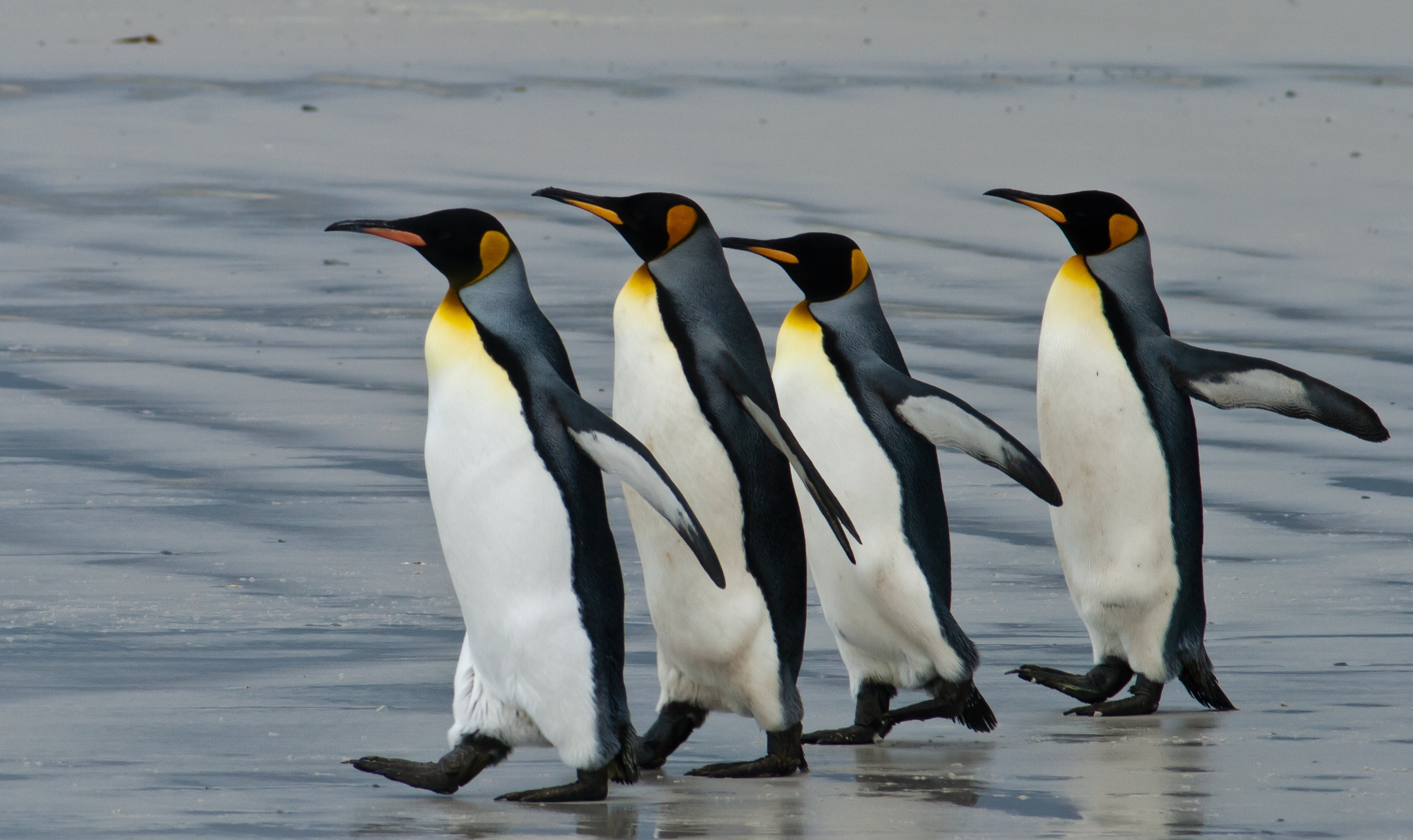  Antarctic Birds Expedition