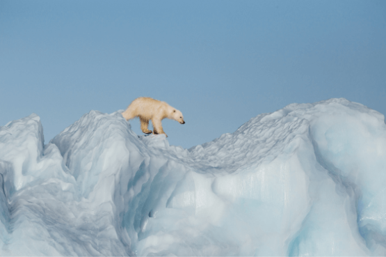In-Depth Exploration in the Land of the Polar Bear