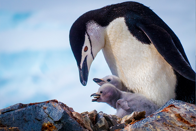 Chinstrap penguin