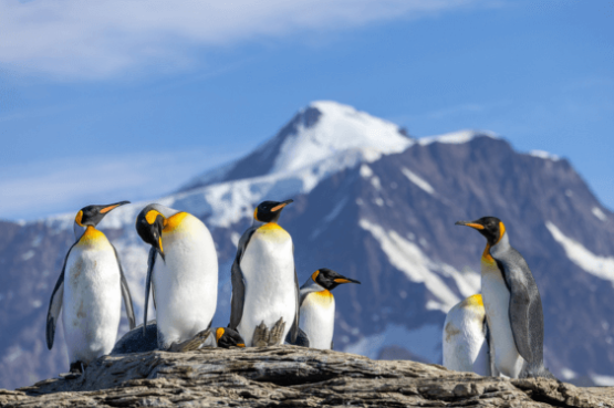 Antarctic Wildlife Adventure