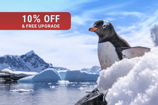 Realm of Penguins & Icebergs