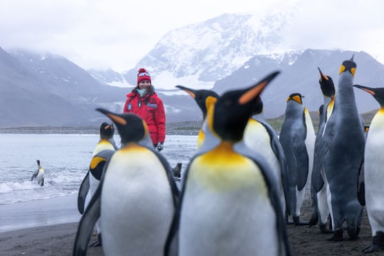 Antarctic Wildlife Adventure