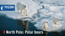 North Pole: Polar bears and cubs