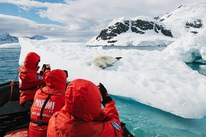 Seal on ice