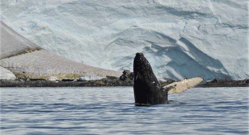 A Whale Encounter in Enterprise Island