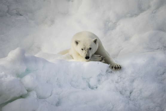 Polar Bears International and Poseidon Expeditions