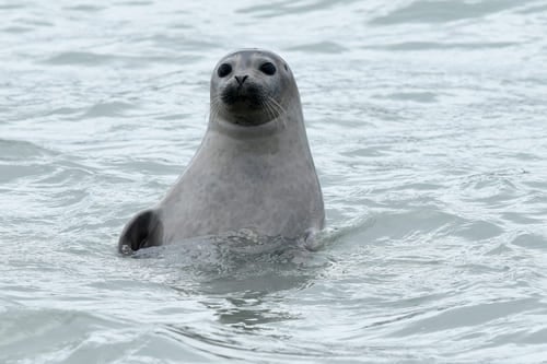 Arctic Food Web: Everything You Need To Know