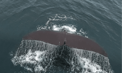 Svalbard Whale Watching