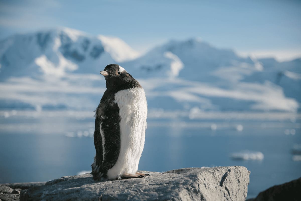 Antarctic Penguins: Complete Species Guide