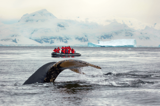 Realm of Penguins & Icebergs