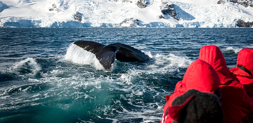 Whale Watching in Antarctica